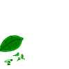 Leafpool
