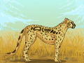 Savannah