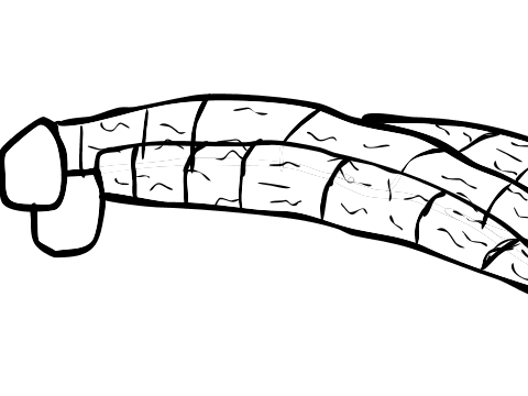 foot