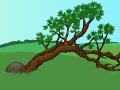 Hawthorne Tree