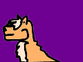 cat blowing in the wind