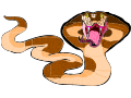King Cobra
