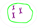 MITOSIS